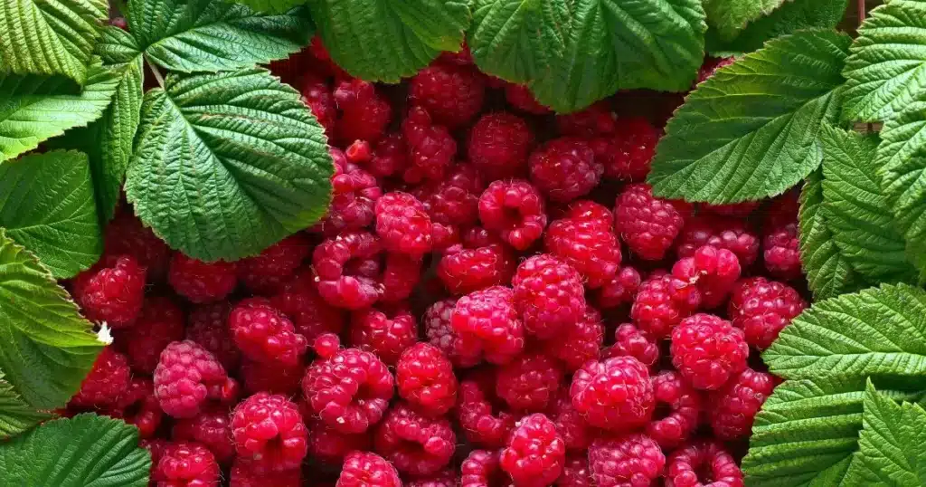 How to Muddle Raspberries for Flavorful Margaritas