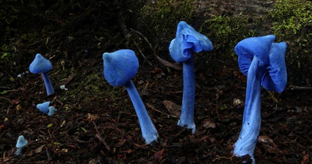 The Origins of Blue Meanies Mushroom